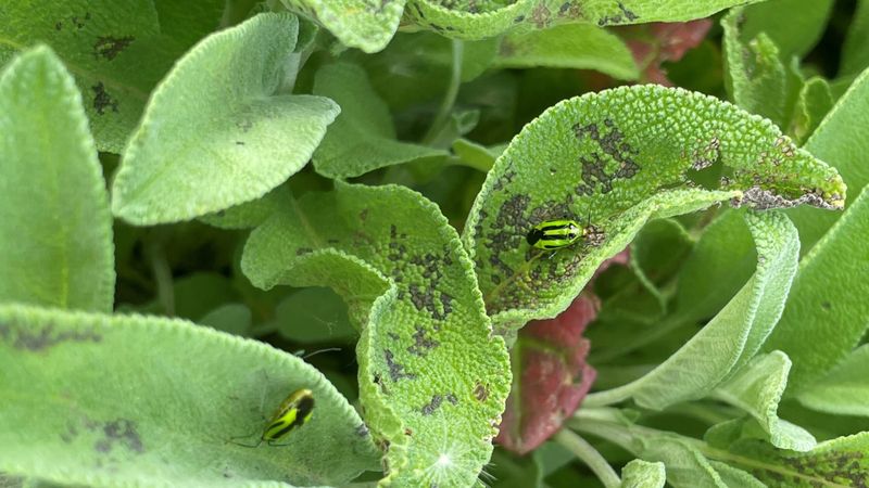 Four-Lined Plant Bugs Leave Black Spots On Hosta Leaves