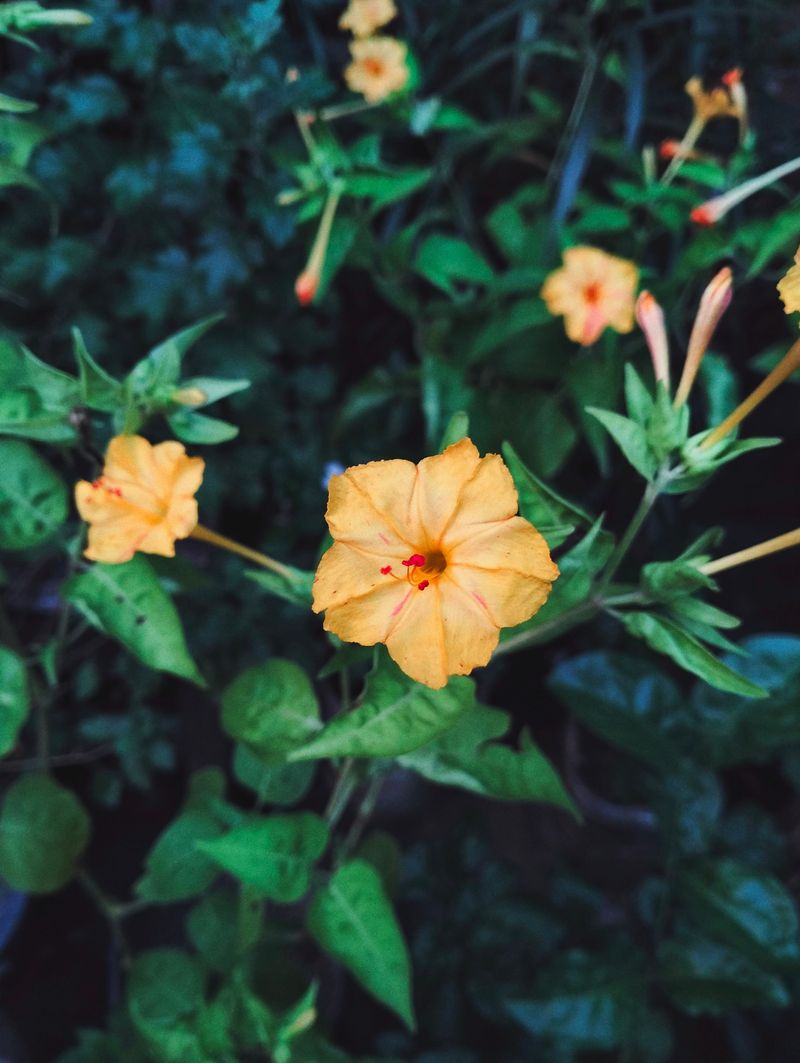 Four O'Clock (Mirabilis Multiflora)