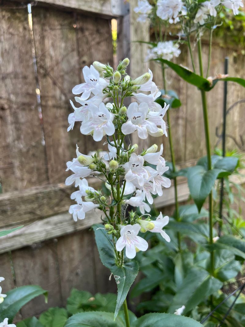 Foxglove Beardtongue 