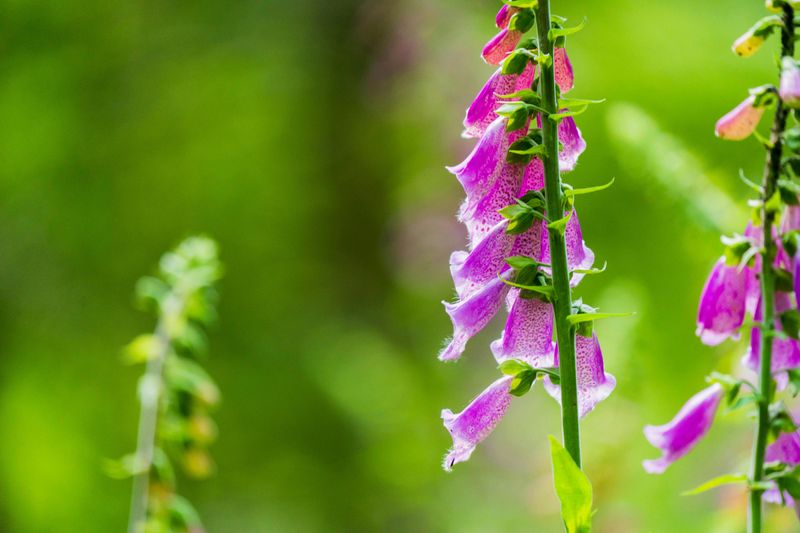 Foxglove