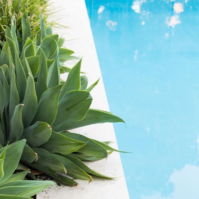 Foxtail Agave Looks Sculptural And Stays Clean Foxtail Agave Looks Sculptural And Stays Clean