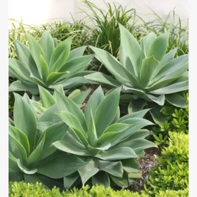 Foxtail Agave Foxtail Agave