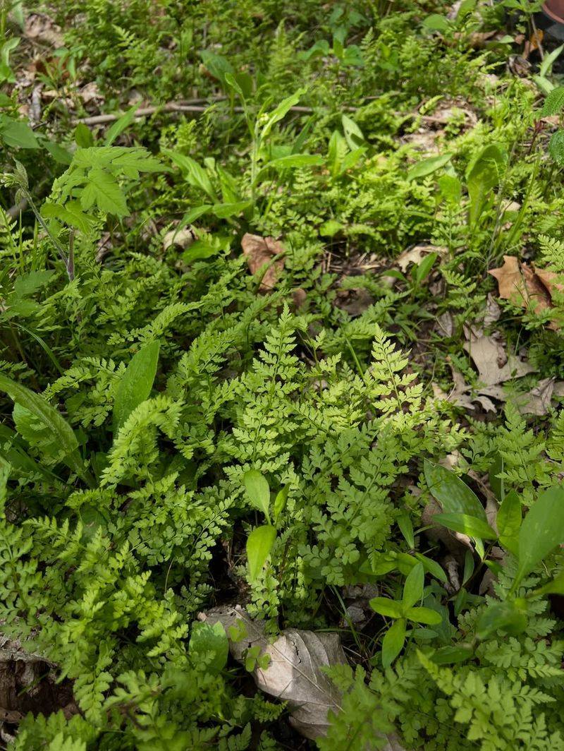 Fragile Fern Fills Damp Shade With Delicate Native Greenery Fragile Fern Fills Damp Shade With Delicate Native Greenery