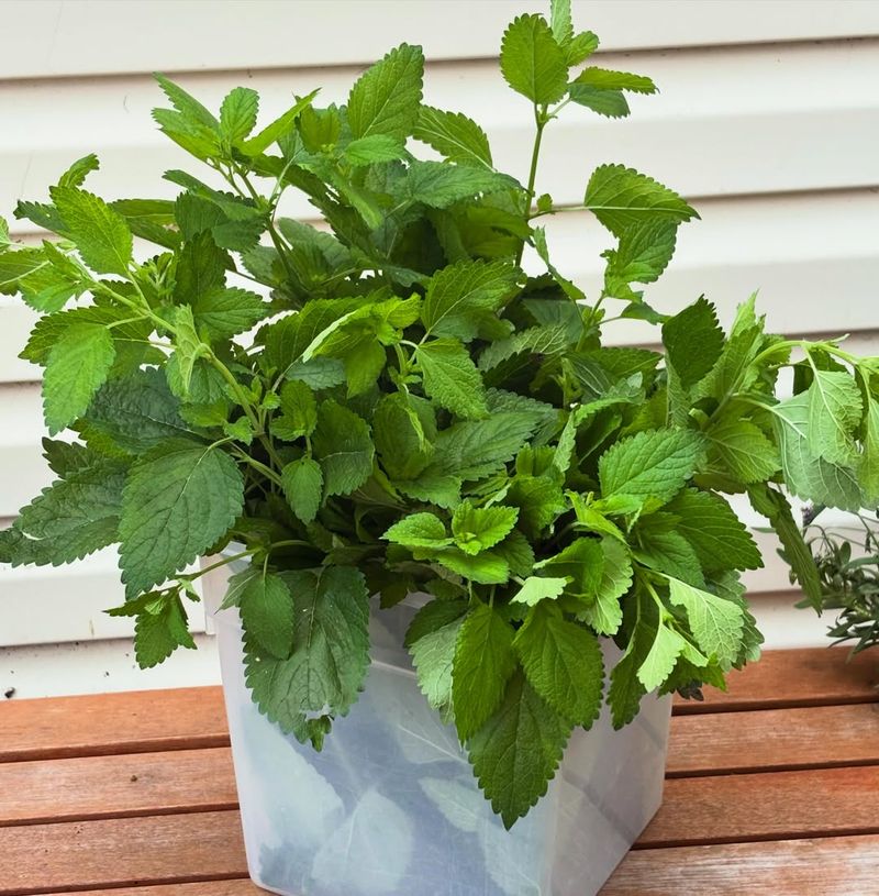 Fragrant And Culinary Uses