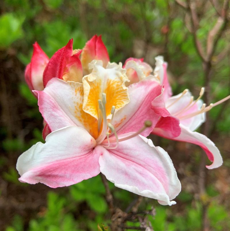 Fragrant Blooms Feel Like A Nursery Splurge Fragrant Blooms Feel Like A Nursery Splurge