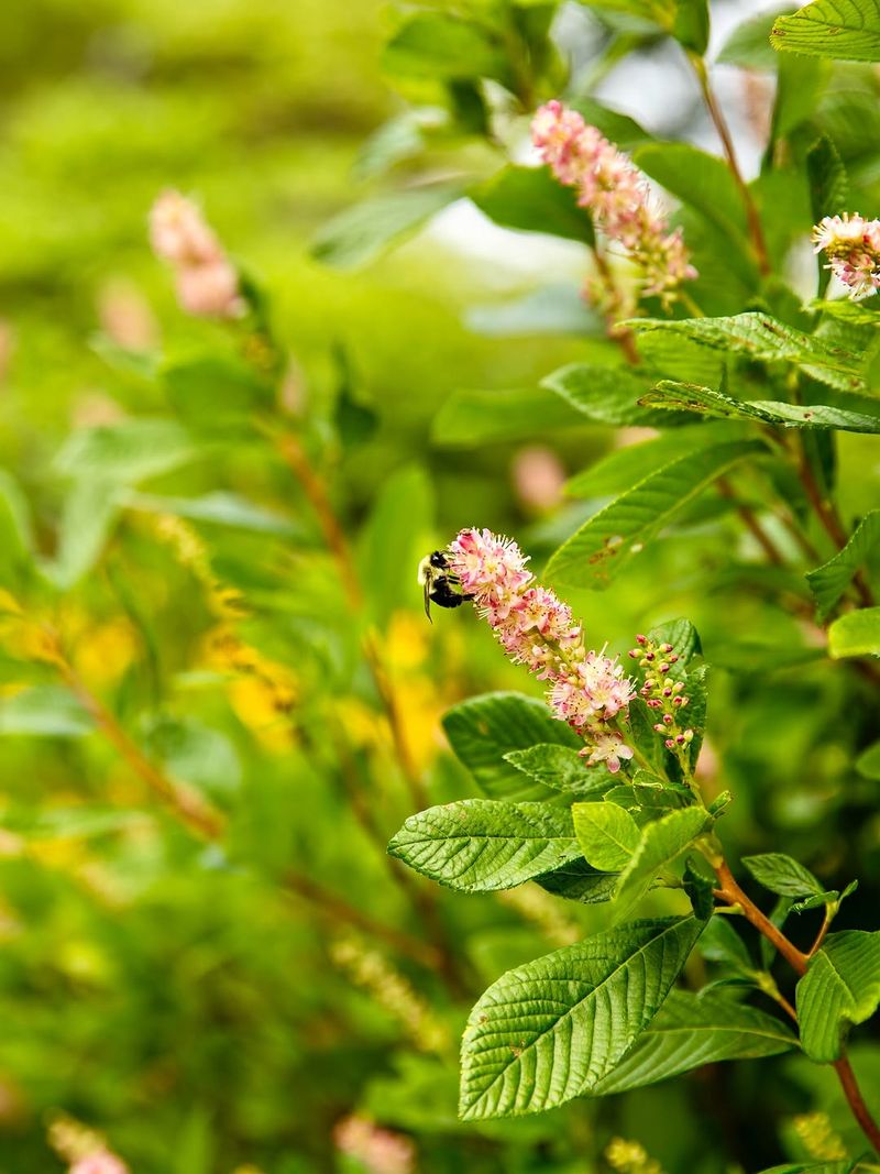 Fragrant Flowers Bring Bees And Butterflies All Summer
