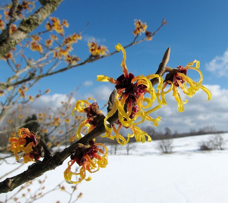 Fragrant Flowers Perfume The Crisp Autumn Air Fragrant Flowers Perfume The Crisp Autumn Air