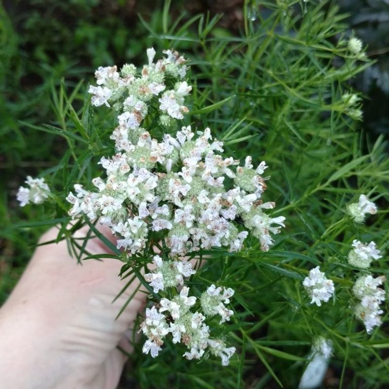 Fragrant Leaves Make This Native Stand Out Fragrant Leaves Make This Native Stand Out
