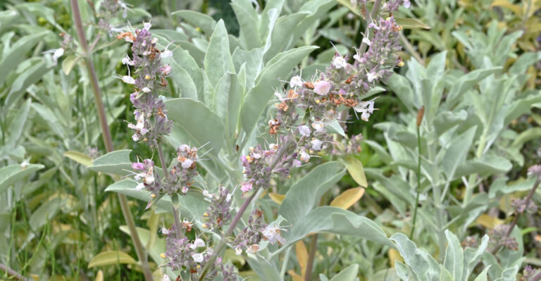 Fragrant Plants That Help Keep Ticks Away From California Patios And Paths