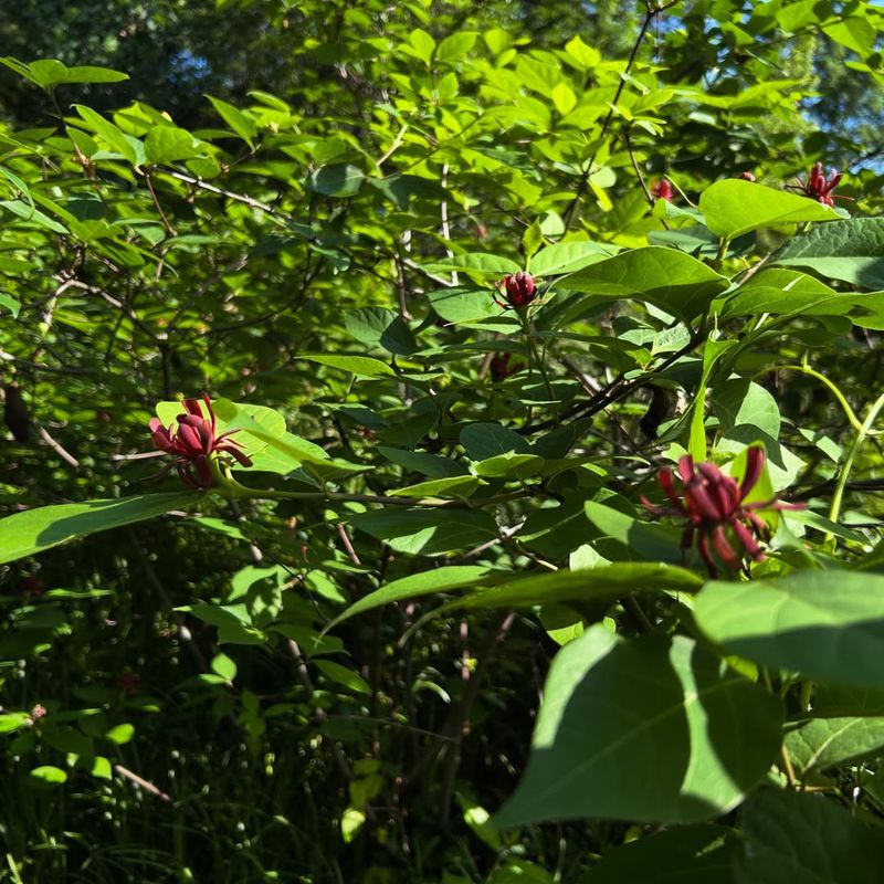 Fragrant Showy Flowers