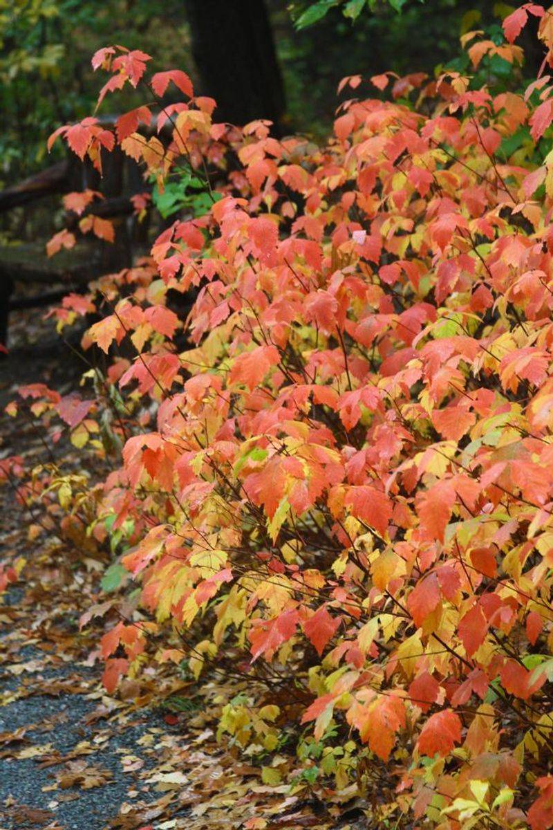 Fragrant Sumac For A Larger Native Shrub Fragrant Sumac For A Larger Native Shrub