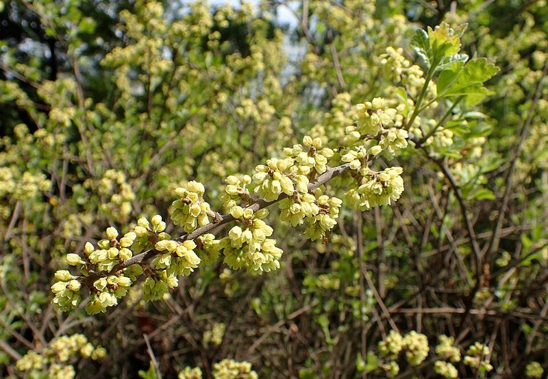 Fragrant Sumac 'Gro-Low' (Rhus Aromatica) Fragrant Sumac 'Gro-Low' (Rhus Aromatica)