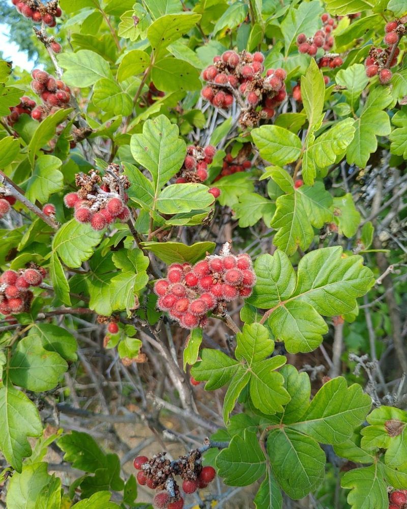 Fragrant Sumac Stays Resilient During Summer Dry Spells