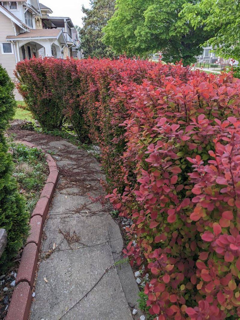 Frame Paths With Shrubs To Stretch Sightlines