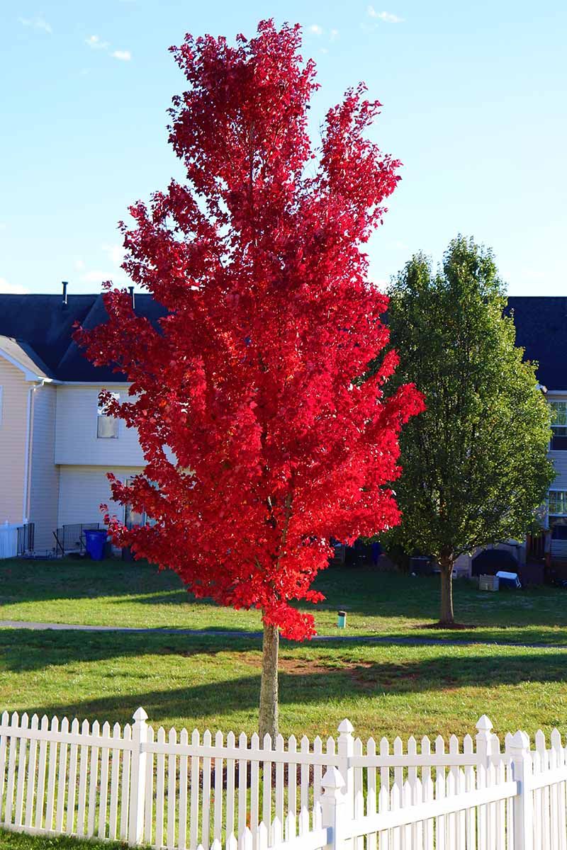 Freeman Maple Needs More Room Than A Foundation Edge
