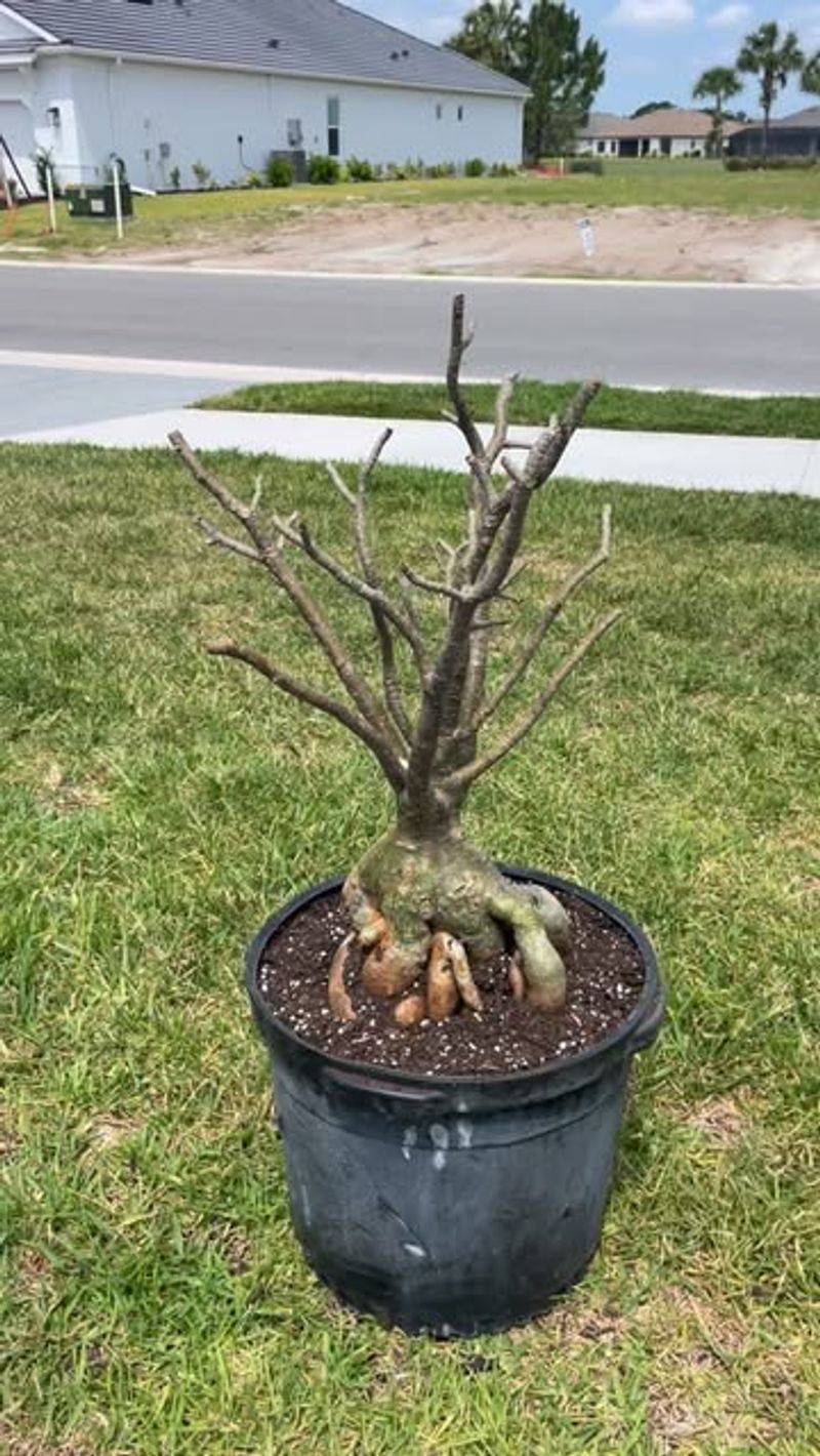 Freeze Prone Spots Put Outdoor Plants At Risk Freeze Prone Spots Put Outdoor Plants At Risk