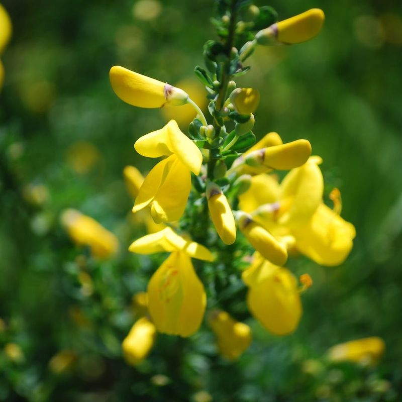 French Broom