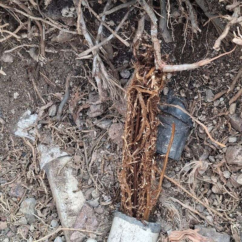 Frequent Light Watering Encourages Shallow Roots