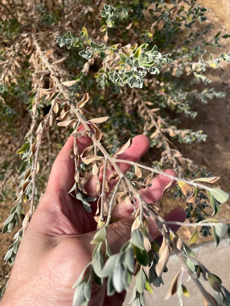 Frequent Light Watering Is The Mistake