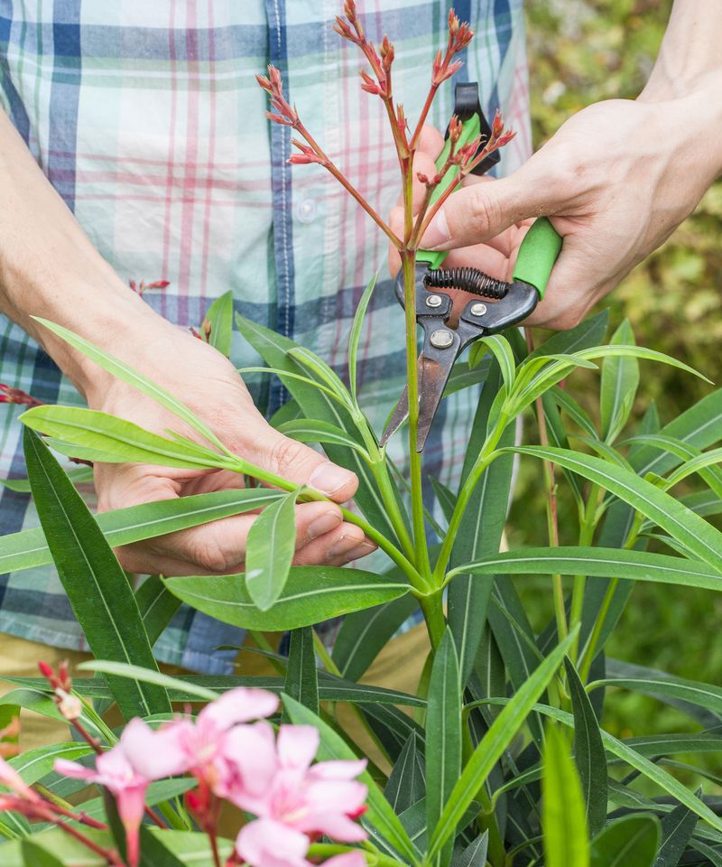 Frequent Pruning Becomes A Long-Term Chore