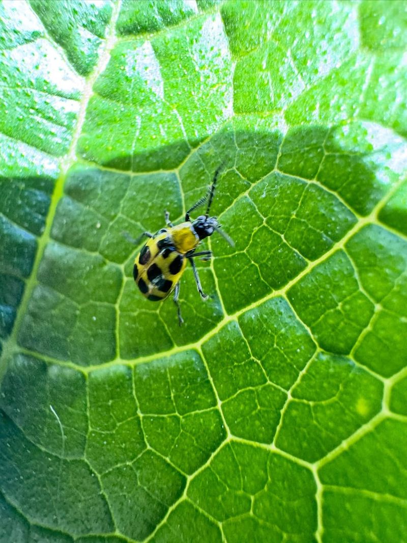 Frequent Scouting Catches Beetles Early Frequent Scouting Catches Beetles Early