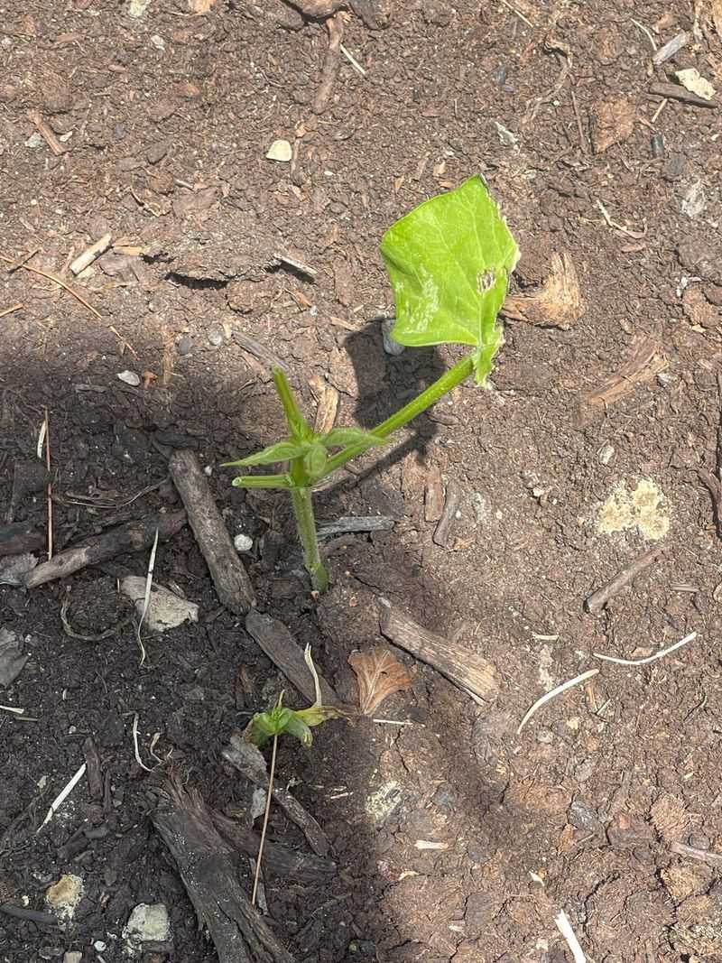Frequent Shallow Watering Can Weaken Roots Frequent Shallow Watering Can Weaken Roots