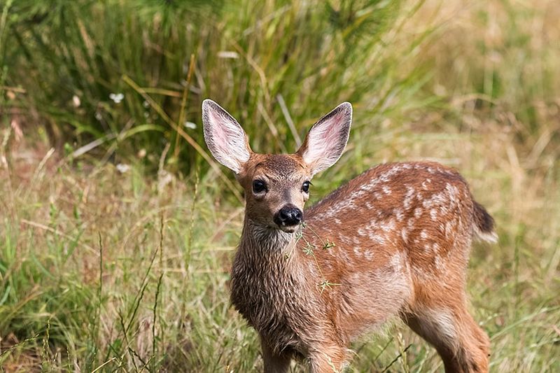 Frequent Wildlife Traffic Through The Yard