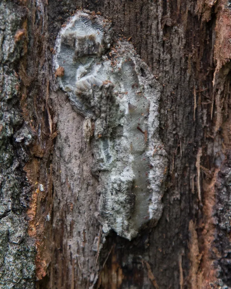 Fresh Cuts Can Attract Sap Feeding Beetles