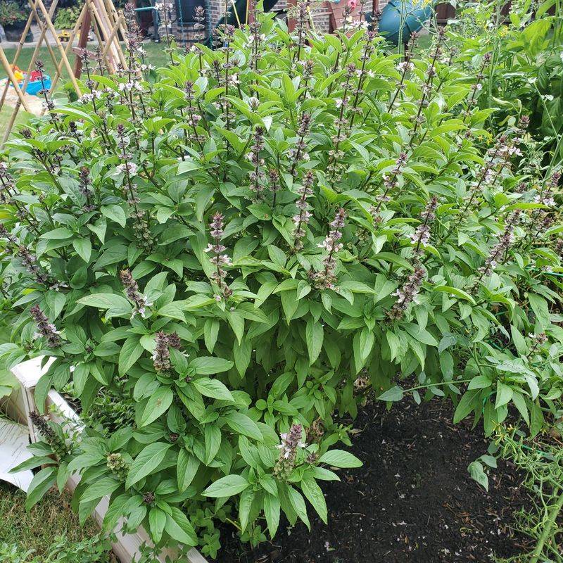 Fresh Leaves Carry Real Nutritional Value
