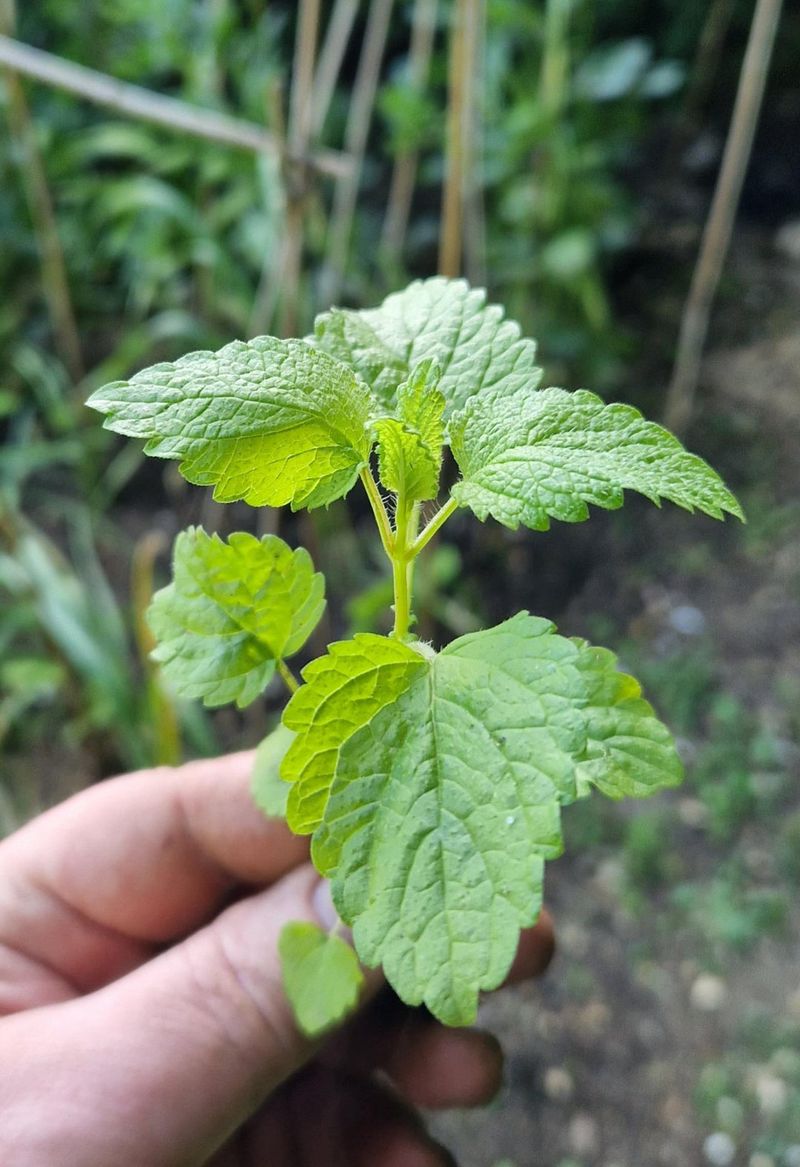 Fresh Leaves Make Calming Herbal Teas