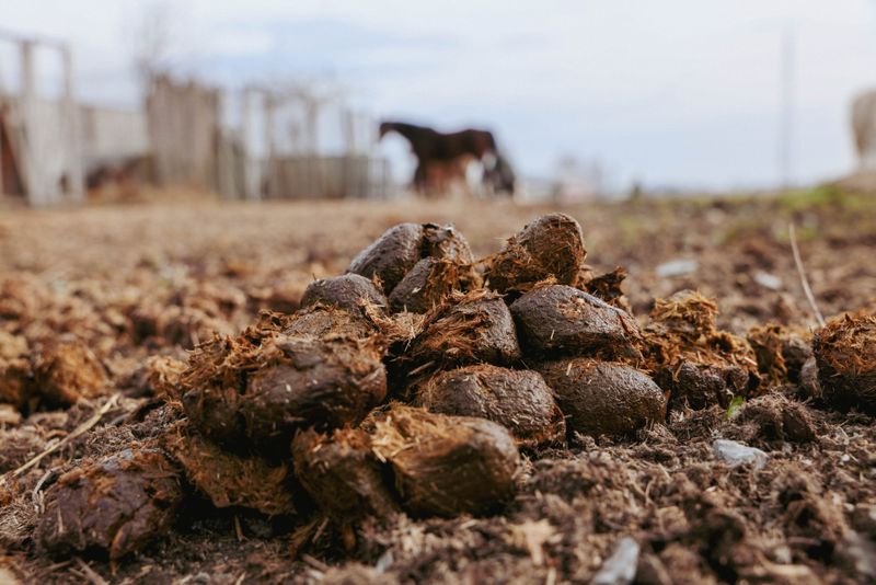 Fresh (Raw) Manure