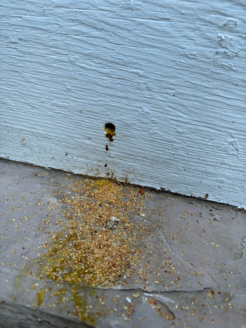 Fresh Sawdust Collects Below Rails