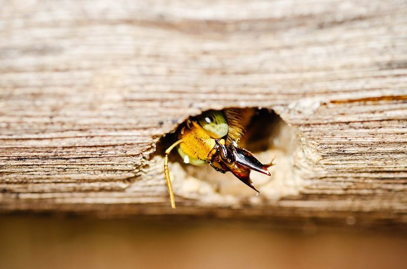 Fresh Sawdust Shows Bees Are Tunneling Into Wood