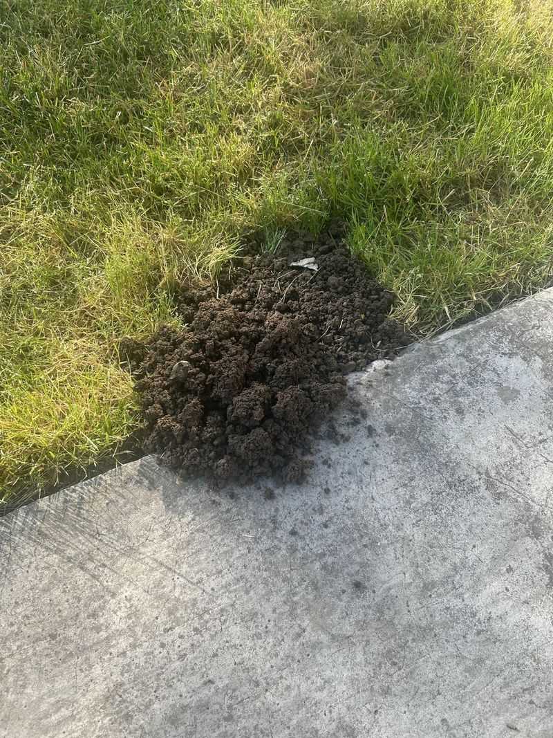 Fresh Soil Mounds Near The Garden Beds Fresh Soil Mounds Near The Garden Beds