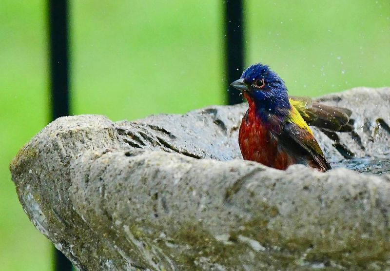 Fresh Water Encourages More Frequent Visits Fresh Water Encourages More Frequent Visits