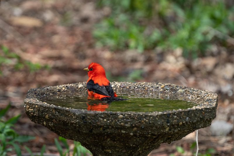 Fresh Water Encourages Regular Visits Fresh Water Encourages Regular Visits