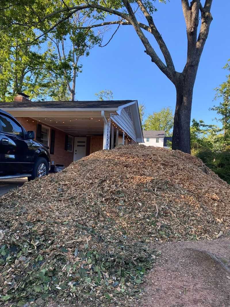 Fresh Wood Chips Mixed Deep Can Tie Up Nitrogen