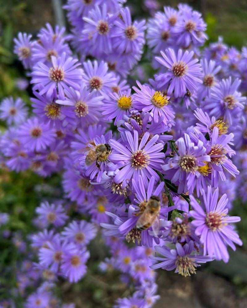 Frikart's Aster