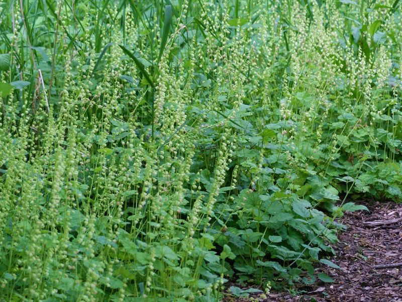 Fringe Cup Fills Damp Shade Under Trees Fringe Cup Fills Damp Shade Under Trees