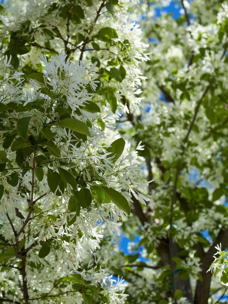Fringe Tree 