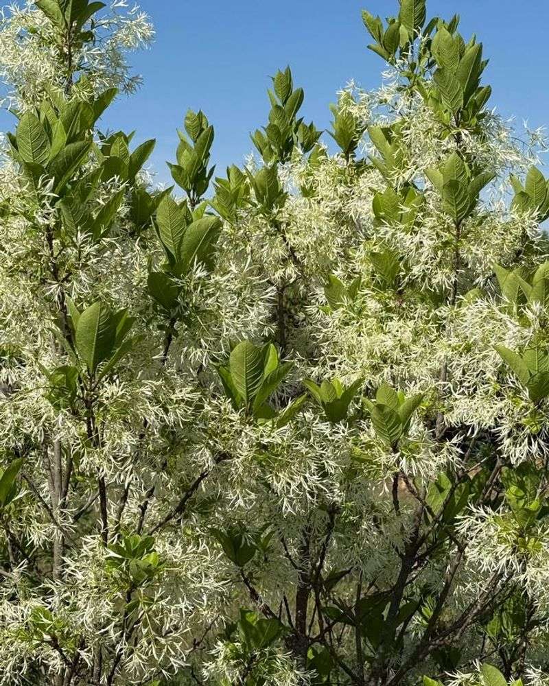 Fringe Tree 