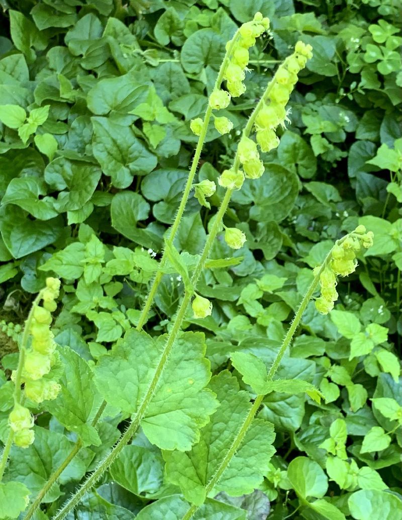 Fringecup Turns Moist Shade Into Living Mulch Fringecup Turns Moist Shade Into Living Mulch