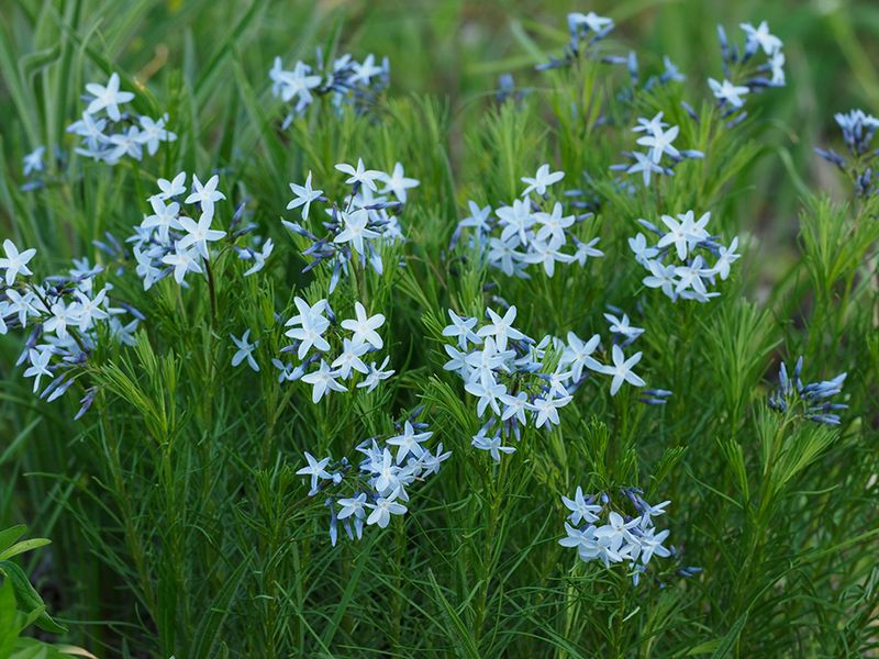 Fringed Blue Star Grows Bushier After Bloom