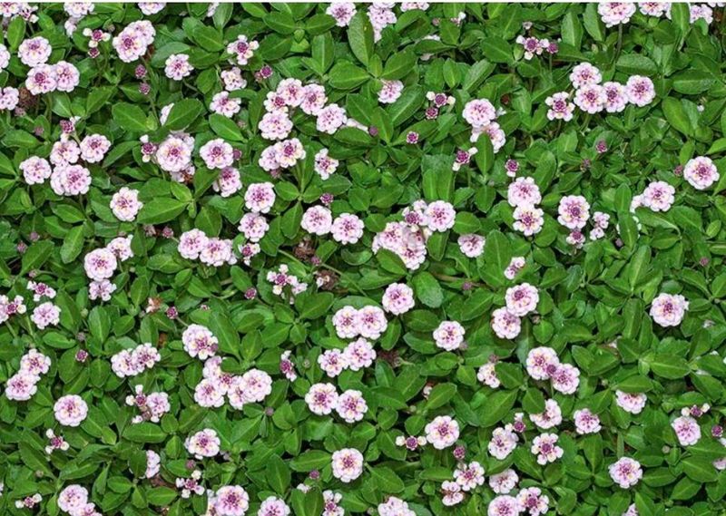 Frogfruit Covers Open Ground And Feeds Pollinators