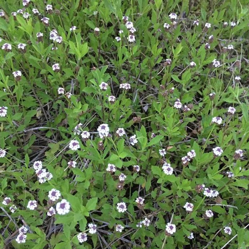 Frogfruit Forms A Dense Living Carpet