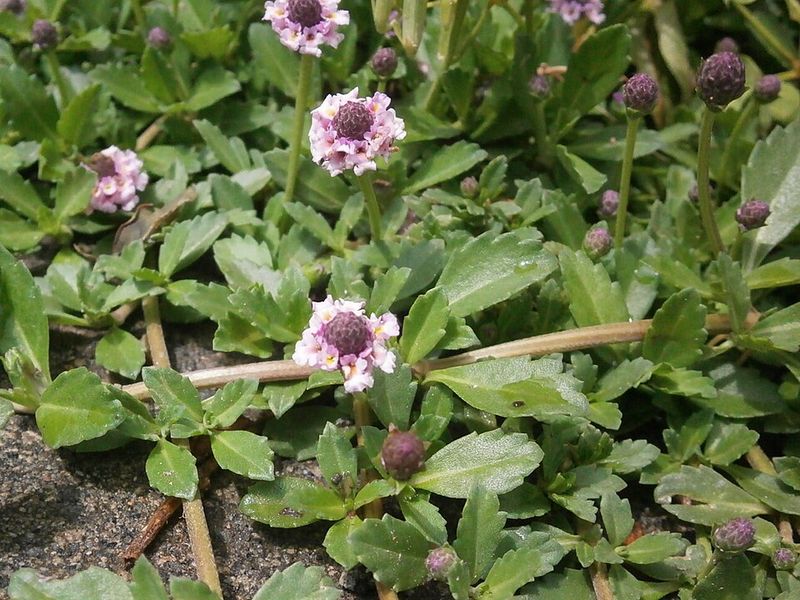 Frogfruit Looks Like A Weed Until You Know What It Does