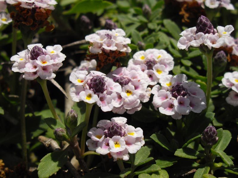 Frogfruit Softens Edges With Pollinator Friendly Blooms