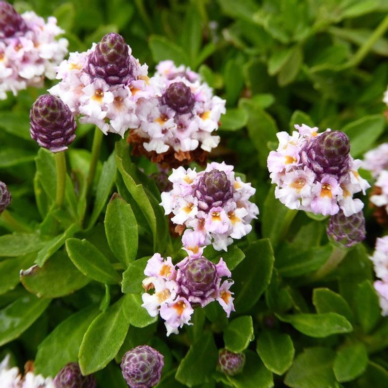 Frogfruit Softens Lawn Edges Before Heat Peaks Frogfruit Softens Lawn Edges Before Heat Peaks