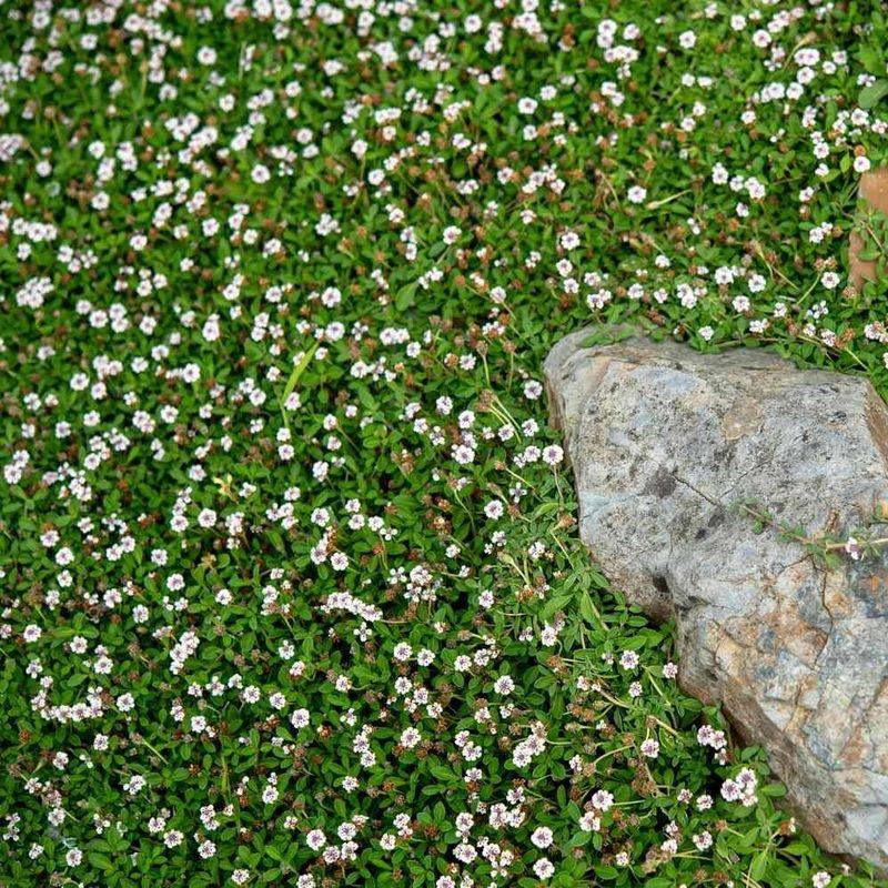 Frogfruit Turns Bare Lawn Edges Into Pollinator Groundcover Frogfruit Turns Bare Lawn Edges Into Pollinator Groundcover