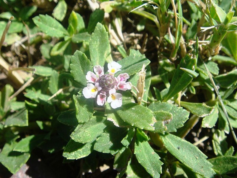 Frogfruit Turns Lawn Edges Into Tiny Bloom Corridors